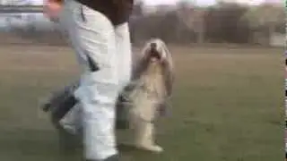 Obedience Training with Bearded Collie 