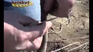 Kertik Asılama