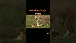 lion tiger cheetah leopard jaguar puma snow leopard lioness