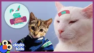All Better Phoenix &mdash; This Cat Was So Sad &mdash; Until He Met A New Friend! | All Better | Dodo Kids