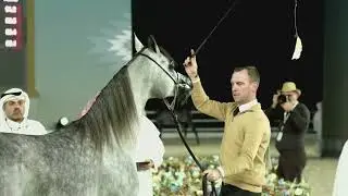 236 - SOROUR AL BAHYA - AJMAN ARABIAN HORSE CHAMPIONSHIP 02 - 04 January  2026