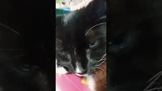 I Love My 15 Year Old Cat 😺 ❤️ Cute Fluffy Cat #love #cutecate #lovecats