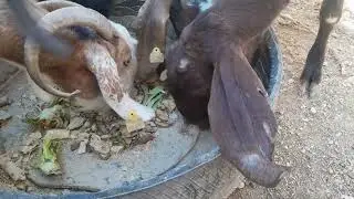 بدأنا يومنا متوكلين على رب العالمين