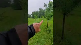 Как работают Swales #садоводство #пермакультура #фруктовый сад