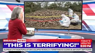 Florida&rsquo;s Python Population Suddenly Collapsed &mdash; What Was Found in the Swamps Is Horrifying