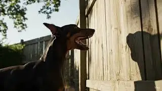 Squirrel and the Doberman #aidogvideo