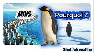 La v&eacute;ritable Histoire derri&egrave;re la video virale de pingouin d&eacute;serteur  