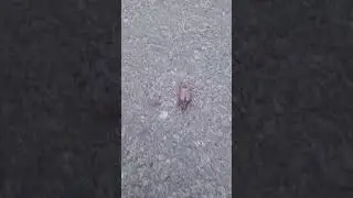 ЖУК ХРУЩ