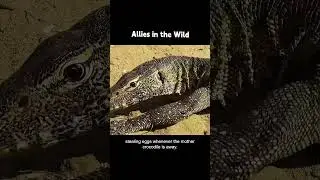 Crocodiles and Plovers: Nature&rsquo;s Unexpected Guardians #wildlife #animallover #animals