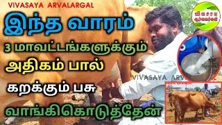 கருங்கல்பாளையம் மாட்டு சந்தையில் அதிகம் பால் கறக்கும் மாடுகள் வாங்கிக்கொடுத்தேன் #vivasayaarvalargal
