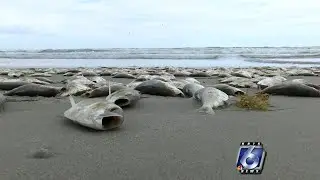 Parks and Wildlife investigating dead fish washing up on area beaches