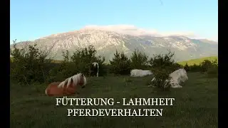 F&uuml;tterung - Lahmheit - Pferdeverhalten