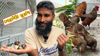 Golden Sebright মুরগি গুলোর বাচ্চা ফুটেছে !   || Bird's Canvas