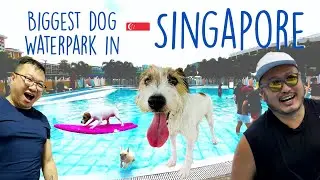 Massive dog swimming pool in Singapore!