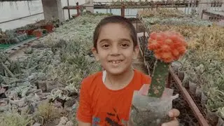 Питомник PSJK Калимпонг.... Здесь вы найдете все виды суккулентов, которые украсят ваш дом.@dlv_n...