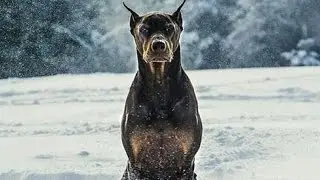 Doberman - Police and Protection Dog