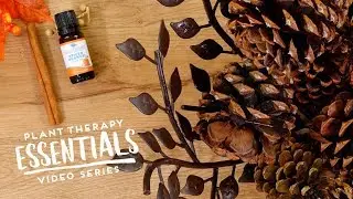 DIY Spiced Orange Essential Oil Infused Pine Cones | Plant Therapy Essentials