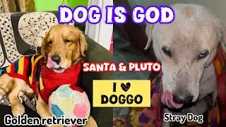 Street dog Love 🥰🐶🧿🐾🐕#dog #doglove #trending #shortvideo 