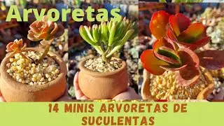 Mini ARVORETAS de SUCULENTAS. Cultivada no Tempo.