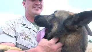 Military working dogs share tight bond with troops