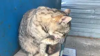 We Found Joy and Happiness in Interacting with Street Cats