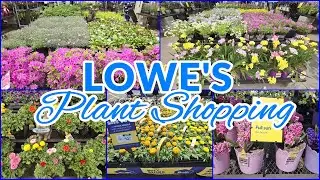 LOWE'S GARDEN CENTER PLANT SHOPPING ANNUALS PERENNIALS PLANTS