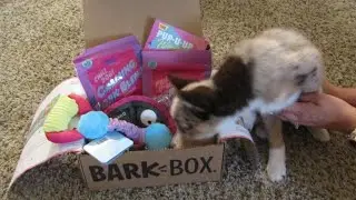 Special July Bark Box opening with our little family member!!!