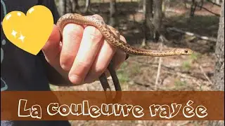 La couleuvre ray&eacute;e, tr&egrave;s commune au Qu&eacute;bec!!