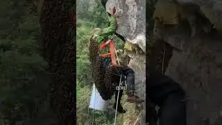 والذي نفس محمد بيده إن مثل المؤمن لكمثل النحلة أكلت طيبا ووضعت طيبا ووقعت فلم تكسر ولم تفسد