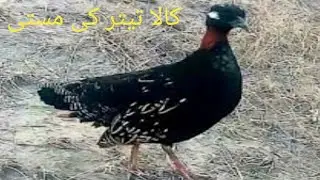Kala teetar ki bulai 