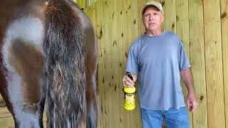 Horses and Fly Spray #drafthorses #percherons #mules #hobbyfarm #farm