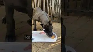 Panther was always a savage eater