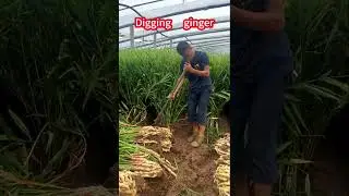 Нежный коп, взрыв свежего имбиря