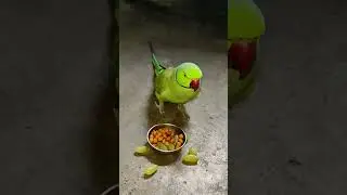 mummy papa talking parrot 🦜 #parrot #petbird #funny #talkingparot #shortvideo #petbird #parrot#reels