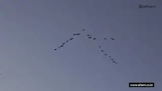 Bird Strike Protection System