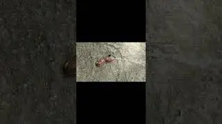 Living Creation #rareone # shortsvideo #viral