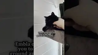 There can be no doubt that Embla is a ceiling cat