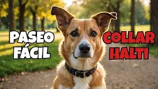 Collar HALTI Anti Tirones: C&oacute;mo Funciona Para Control de Tu 🐶Perro