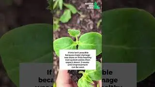 Can seedling recover from overwatering? || How to care for an overwatered Seedling