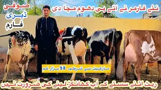 New Farmer | Sufi Dairy Farm | Top Class Jersey Fresian Cows For Sale | Shami Gondal | 26 Dec 2025