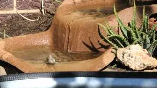 tortoise pond diving