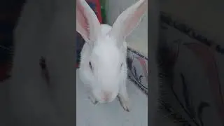 PUSHPA RABBIT  STYLE#PUSHPA#RABBITSHORTS#RABBITSHORTSVIDOE#RABBITYTSHORTS#YTSHORTS#ANIMALYTSHORTS
