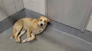 acs A672489