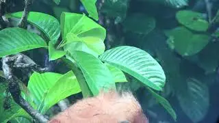 Red leaf monkey at Danum Valley