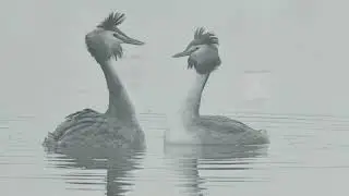 corteggiamento degli svassi