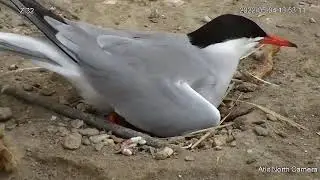 Common Tern Nest (2022-05-04)