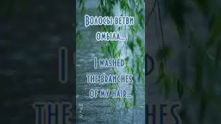 Ива о любви #shortsclip #shortsnature #shortstree #haikui