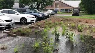 Maplewood City Hall Rainwater Garden in Action