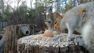 Red-bellied Woodpecker, Blue Jay, Squirrel