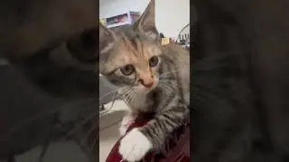 Cat Occupies Dining Chair Eyeing Food #kitten #cute #cat
